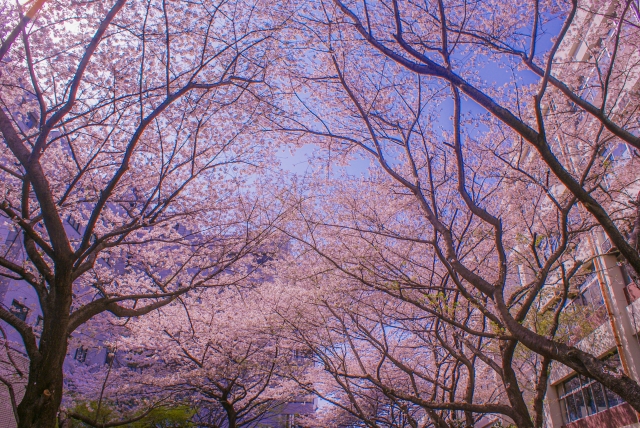 電気通信大学Ⅱ類　計測・制御システムプログラム専攻　学校推薦型選抜　合格